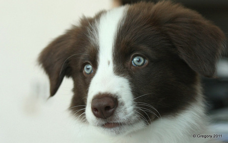 jai mijn Border Collie Puppy