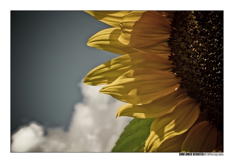 Sunflower revisited