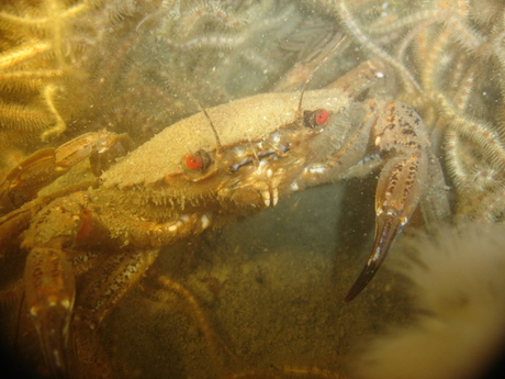 fluwele zwemcrab