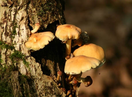 paddestoelen aan boom