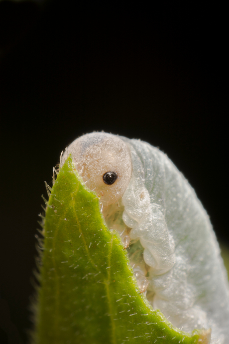 Bladwesp larve