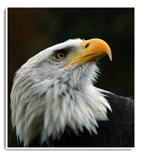 Bald Eagle...