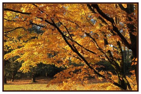 Acer Palmatum