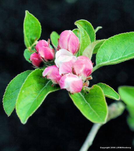 Appelbloesem (Goudreinet)