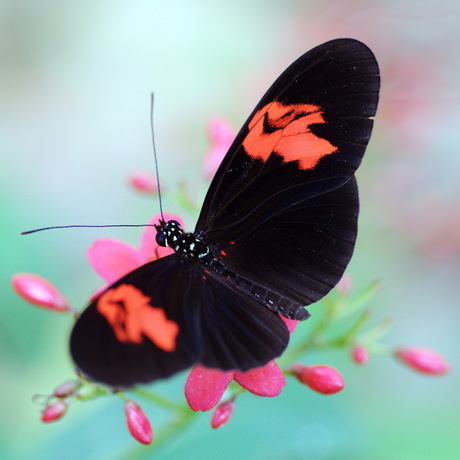 Vlinders in zeeland