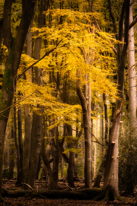 Herfst in het Speulderbos