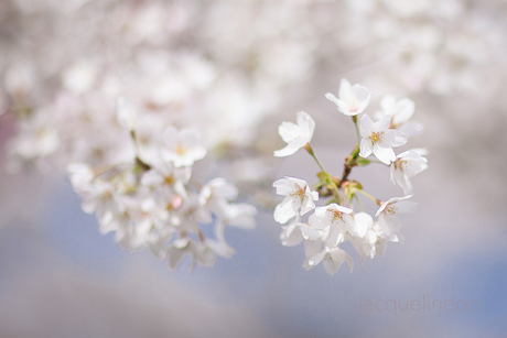 hanami matsuri