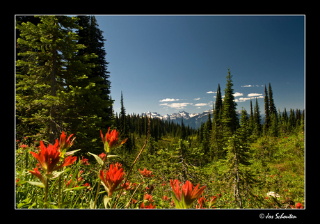 Indian paintbrush on top