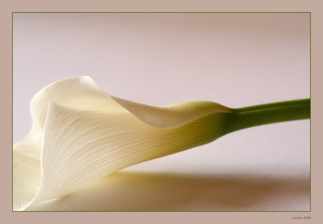 Calla aetheopica (2)