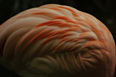 Flamingo 2