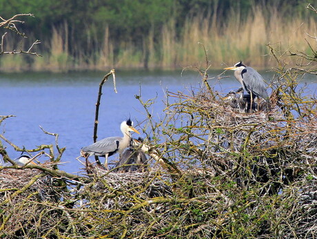 Blauwe reigers