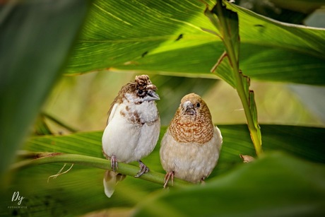 Twee schattige vogeltjes