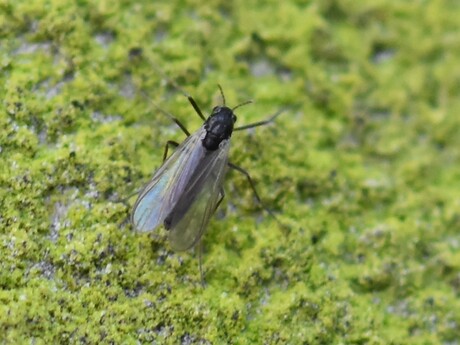 dansmuggen - Orthocladiinae