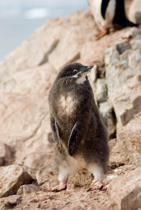 adelie pinguin