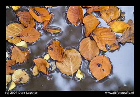 Herfstbladeren