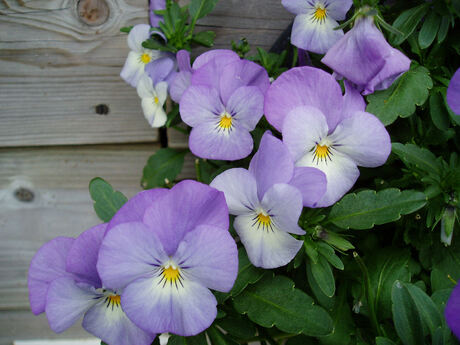 Random bloemen in de tuin