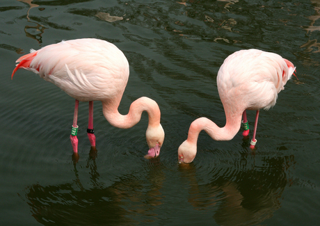 Flamingo's