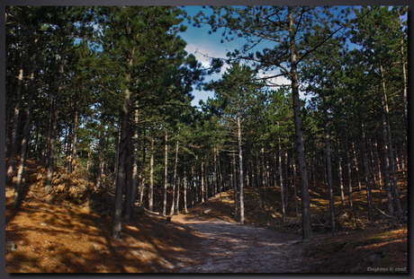 Bospad 2 Schoorlse duinen.