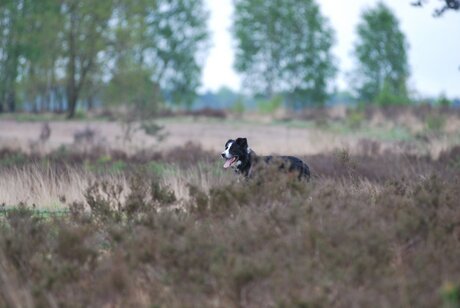 Glenn op het Roosendaalse veld