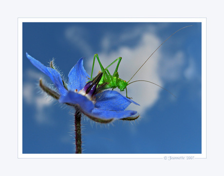 Groene sprinkhaan.......