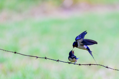 boerenzwaluw met jong