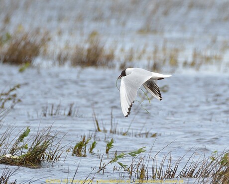 Kokmeeuw bouwt nest in Natuurgebied Dannenmeer