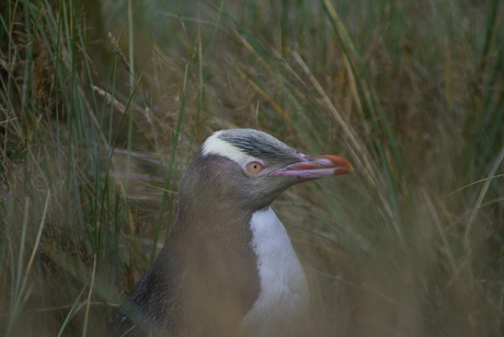 yellow eye pinguin