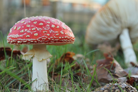 Amanita muscaria