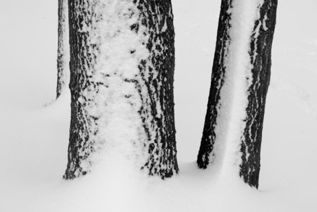 Bomen in de sneeuw