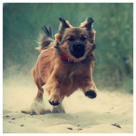 Koos, pup van 6 maanden