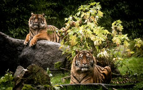 Tigers of Blijdorp