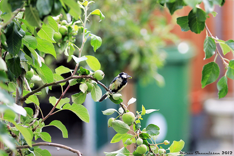 Pimpelmees in de tuin.JPG