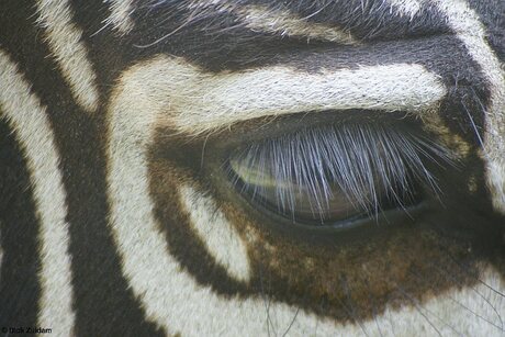 Zebra-oog