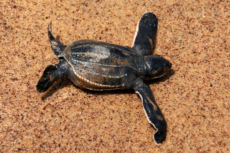 Baby lederschildpad gaat naar zee