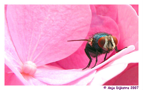 Vlieg op roze hortensia