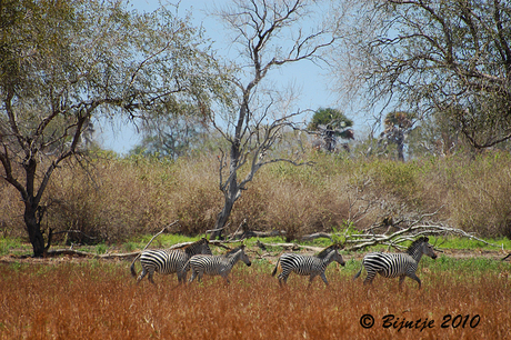 Zebra's in Selous