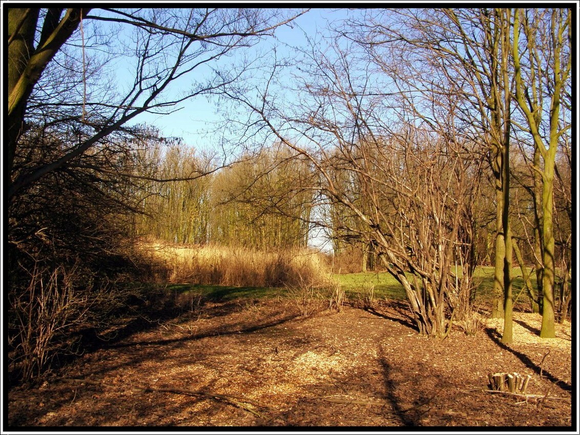 Oeverbos Vlaardingen - Langs de Nieuwe Waterweg ligt het Oeverbos met prachtige wandelpaden en een geweldige bos waar je mooie foto's kan maken. Gisteren 08-03-2009 er even - foto door CityPhotograph op 09-03-2009 - deze foto bevat: lucht, vlaardingen, bomen, oeverbos