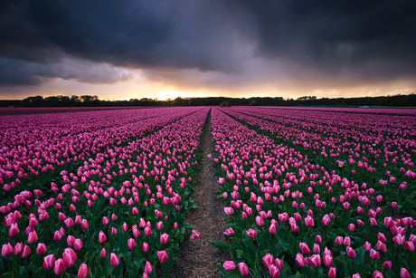 Tulpenvelden, Nederland
