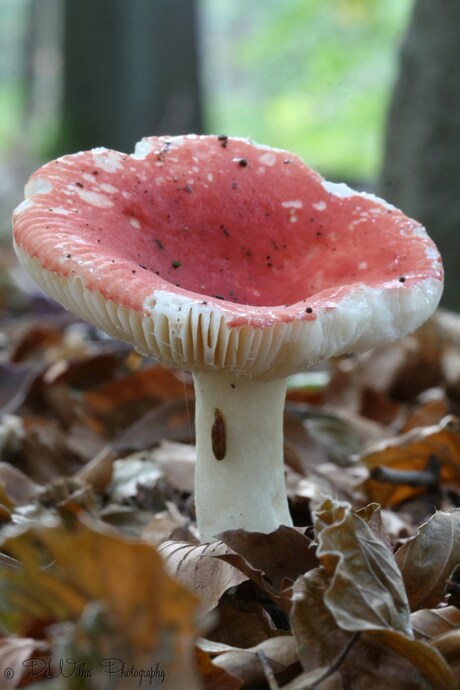 Russula