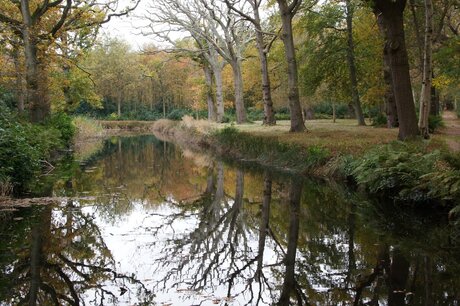 Herfst '15, 2, Berkenbos