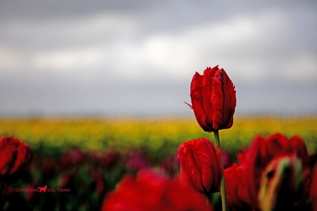 Tulpen, Noordoostpolder