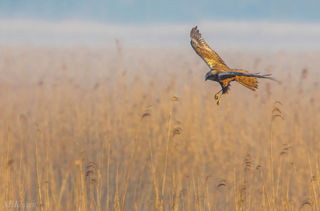 Bruine Kiekendief in ochtendlicht