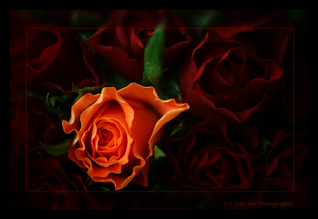 Orange rose