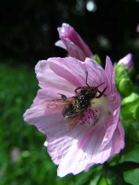 bij op bloem