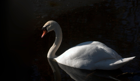 02zwaan in winterzon