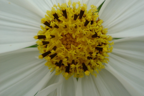 Cosmea Bippinatus