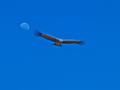 Kondor in Colca Canyon, Peru