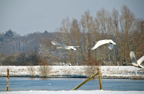 Zwanen aan de Ijssel