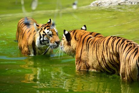 Bengaalse tijgers