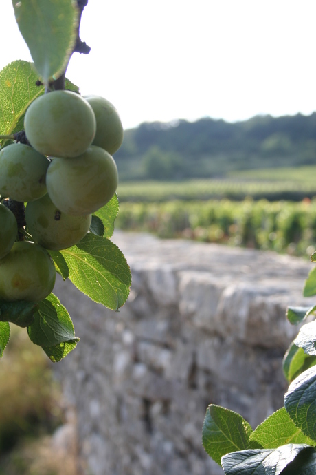 Wine Fields